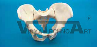 Pelvis complete, Sacrum